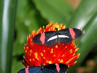 Postman Longwing